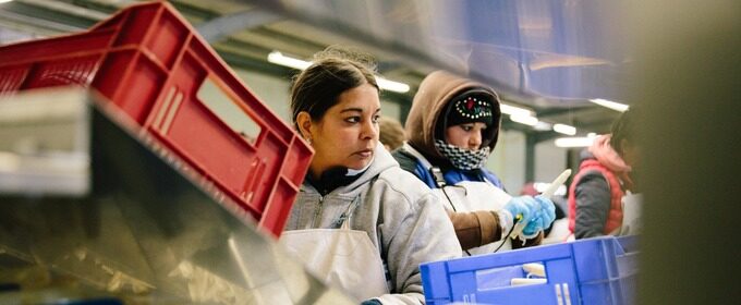 Temporary Workers sort asparagus in a production line